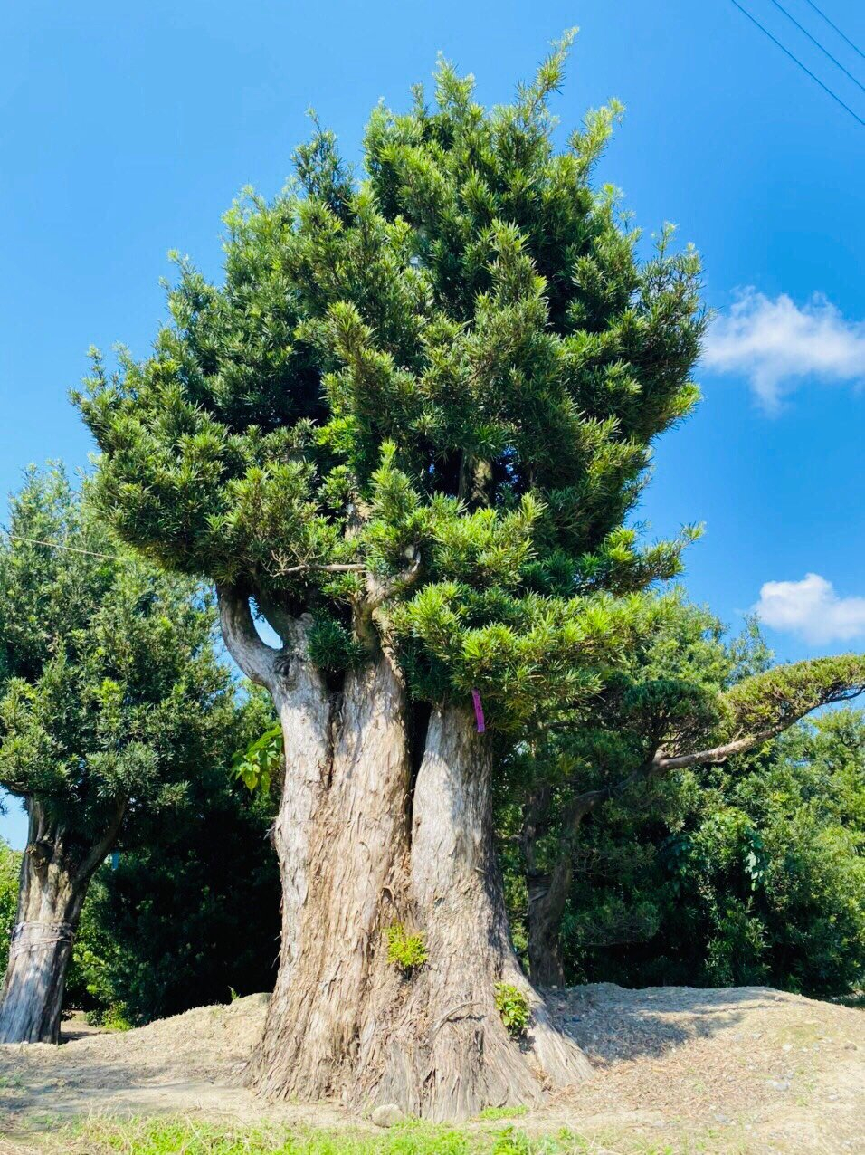 Ý nghĩa phong thủy của cây Tùng la hán - Sân Vườn Nhật